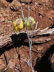Calochortus raichei