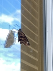 Polygonus savigny savigny