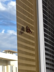 Polygonus savigny savigny