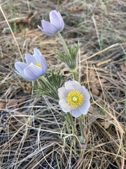 Pulsatilla nuttalliana
