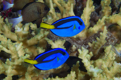 Paracanthurus hepatus
