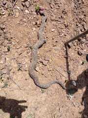 Daboia mauritanica