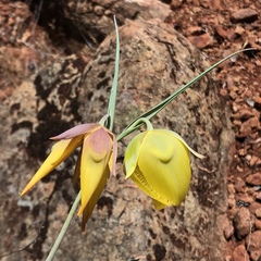 Calochortus raichei