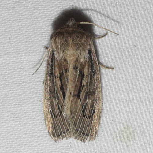 Tufted Sedge Moth photo 3