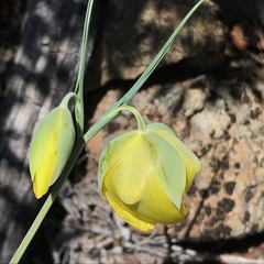 Calochortus raichei