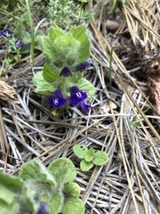 Scutellaria tuberosa