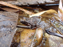 Leptodactylus validus