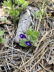 Scutellaria tuberosa