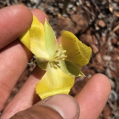 Calochortus raichei