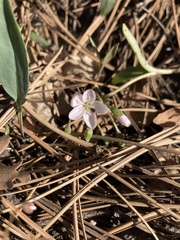 Claytonia rosea