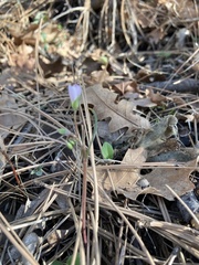 Claytonia rosea