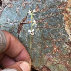 Streptanthus barbiger