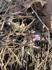 Claytonia rosea