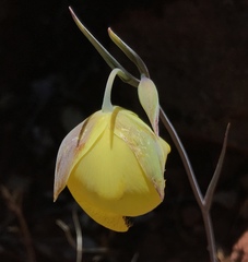 Calochortus raichei