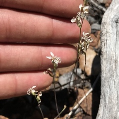 Streptanthus barbiger