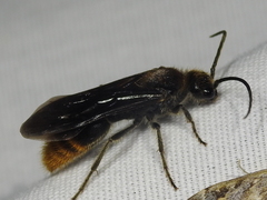 Sphaeropthalma marpesia