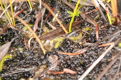 Brownseya serpentina