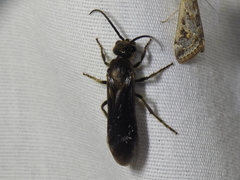 Sphaeropthalma marpesia