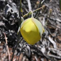 Calochortus raichei
