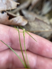 Trichophorum planifolium