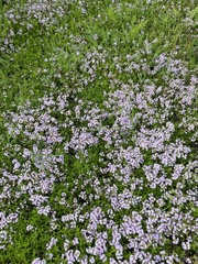 Thymus longicaulis