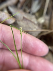 Trichophorum planifolium