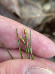 Trichophorum planifolium
