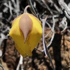 Calochortus raichei