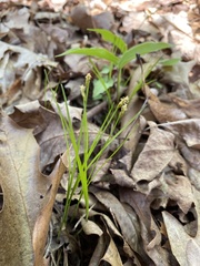 Trichophorum planifolium