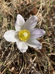 Pulsatilla nuttalliana