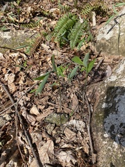 Polygonatum pubescens