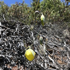 Calochortus raichei