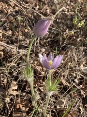 Pulsatilla nuttalliana