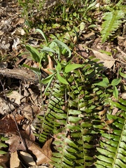 Polygonatum pubescens