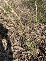 Melica californica