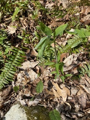 Polygonatum pubescens