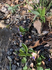 Polygonatum pubescens