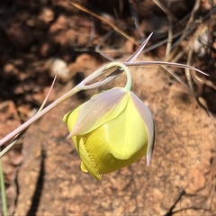 Calochortus raichei