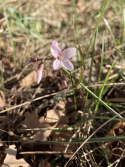 Claytonia rosea