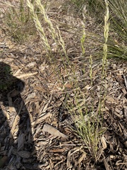 Melica californica