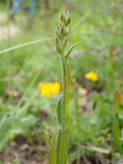 Genista sagittalis