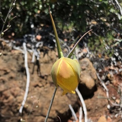 Calochortus raichei
