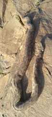 Daboia mauritanica