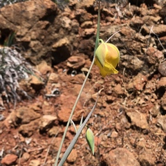 Calochortus raichei