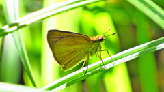 Euphyes dukesi calhouni