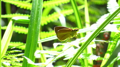 Euphyes dukesi calhouni