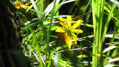 Euphyes dukesi calhouni