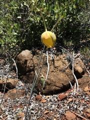 Calochortus raichei