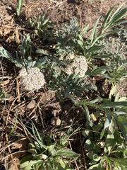 Lomatium orientale