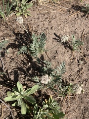 Lomatium orientale